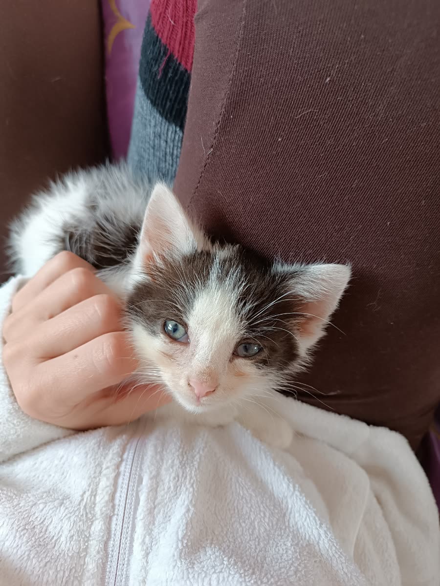 Котёнок лежит на руках у человека.