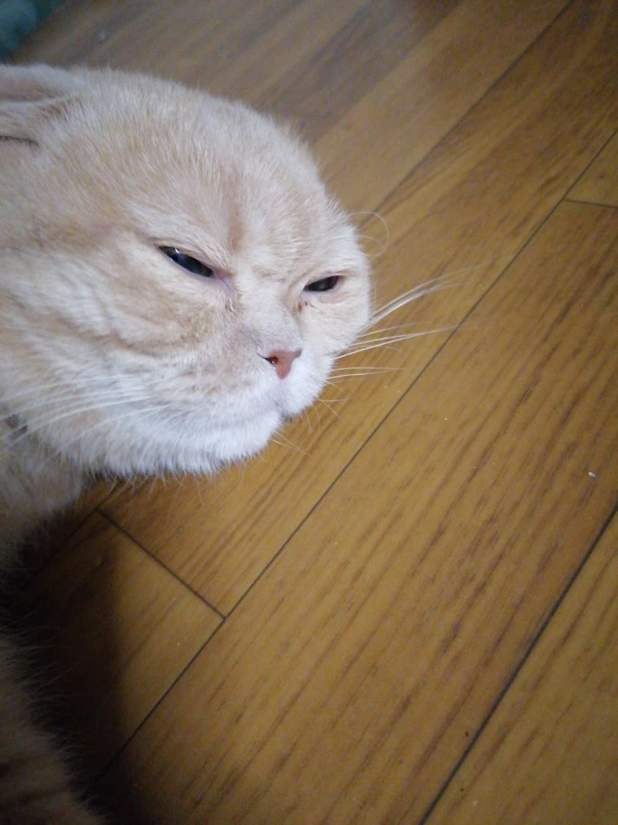 Крупный план светлого кота на полу, видно прищуренные глаза.