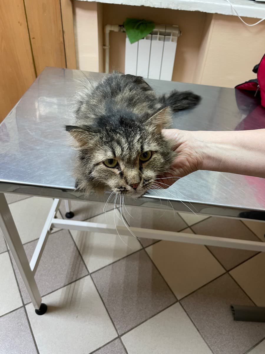 Кошка лежит на ветеринарном столе, её придерживает рука человека.