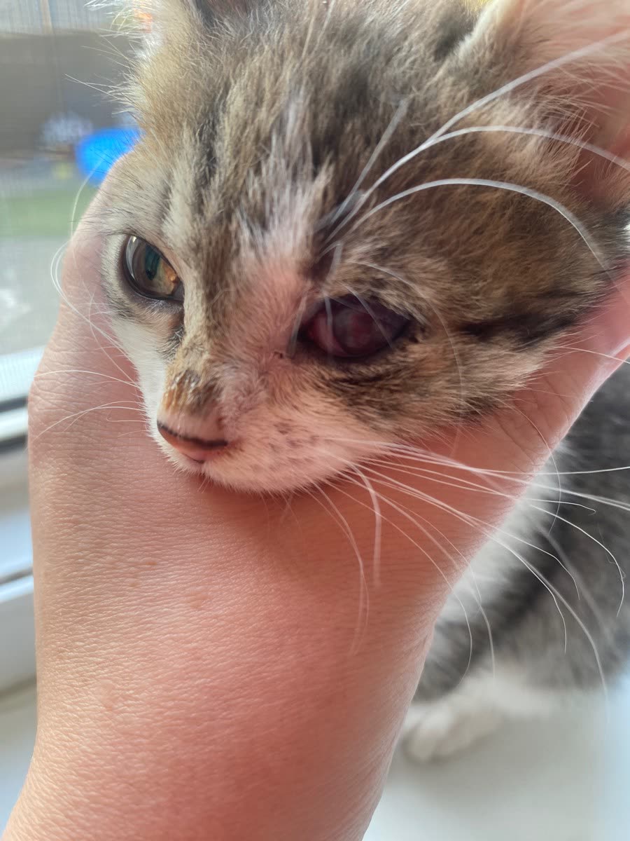 Котёнка держат на руках, у него заметно воспалён глаз.