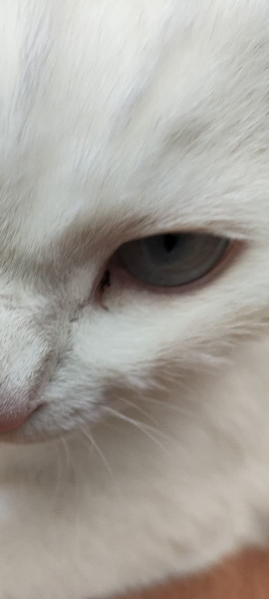 Крупный план белого кота с видимым глазом.