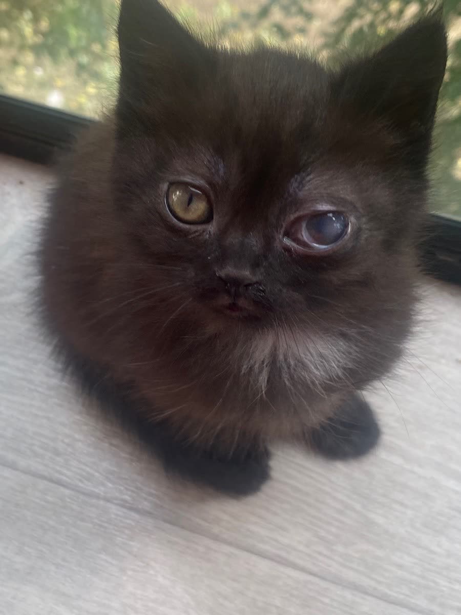Чёрный котёнок крупным планом, заметно помутнение одного глаза.