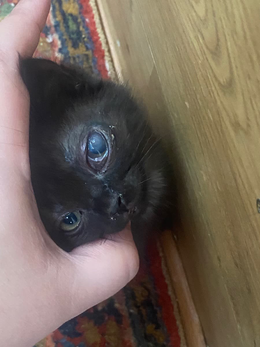 Черный котенок с заметным помутнением глаза на руках у человека.