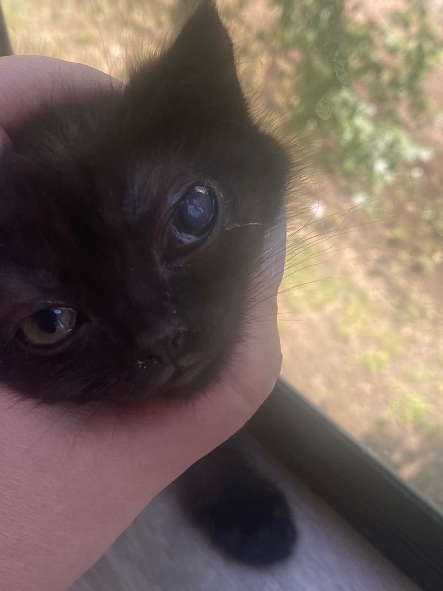 Чёрный котёнок крупным планом на руках у человека.