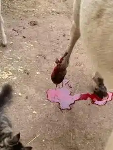 Повреждение кожного лоскута, связки и капсулы сустава, повреждение