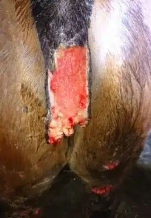 Рваная рана крупа и хвоста, открыт последний позвонок, Через 5 дней