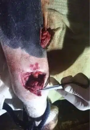 Рваная рана задней ноги с повреждением сухожилия, до