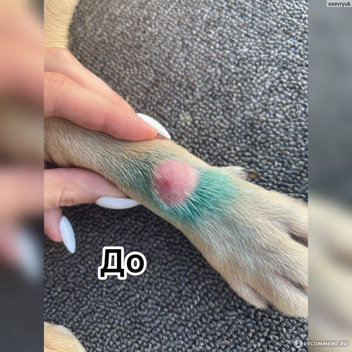 Крупный план лапы собаки с заметным воспалённым участком кожи до обработки.