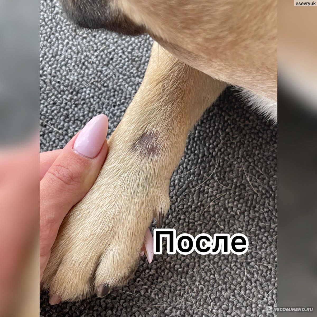 После обработки заметно зажившее пятно на лапе собаки.