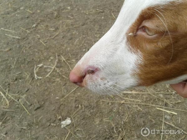 На фото крупным планом морда животного с заметной ранкой на носу.