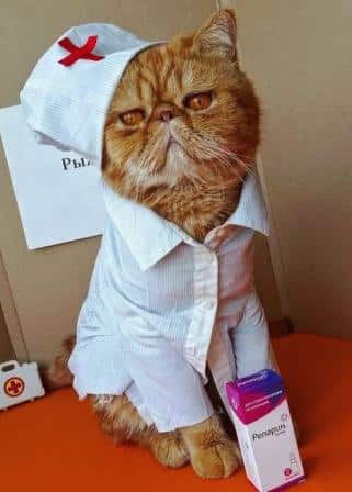 Котёнок после курса